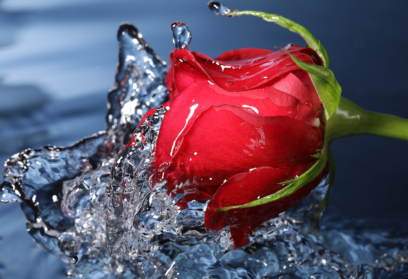 Rose in the water