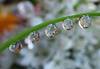 Close up of raindrops on a flower stem