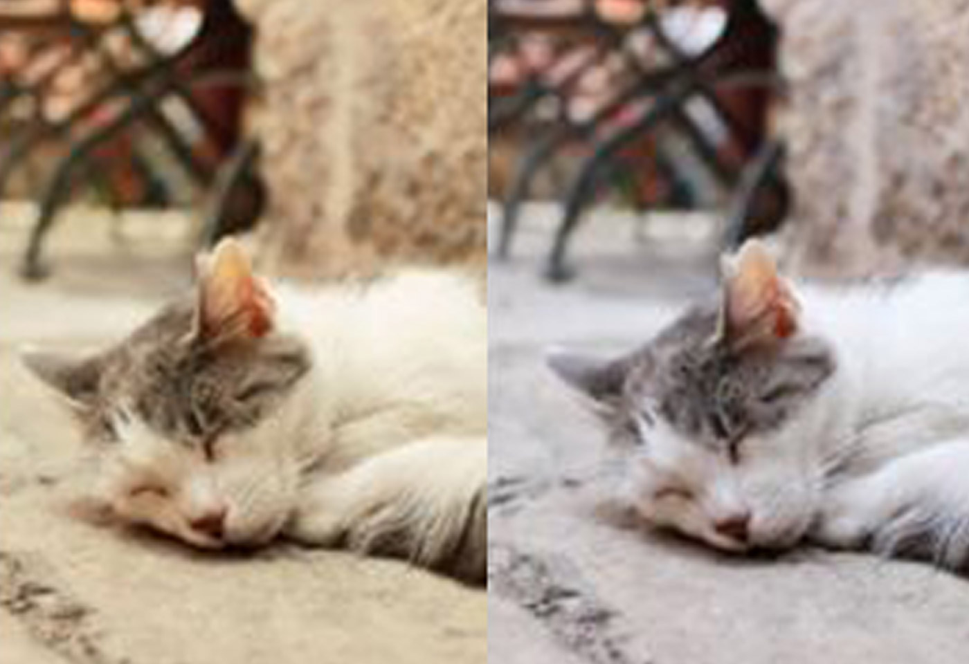 image of a cat with two different filters