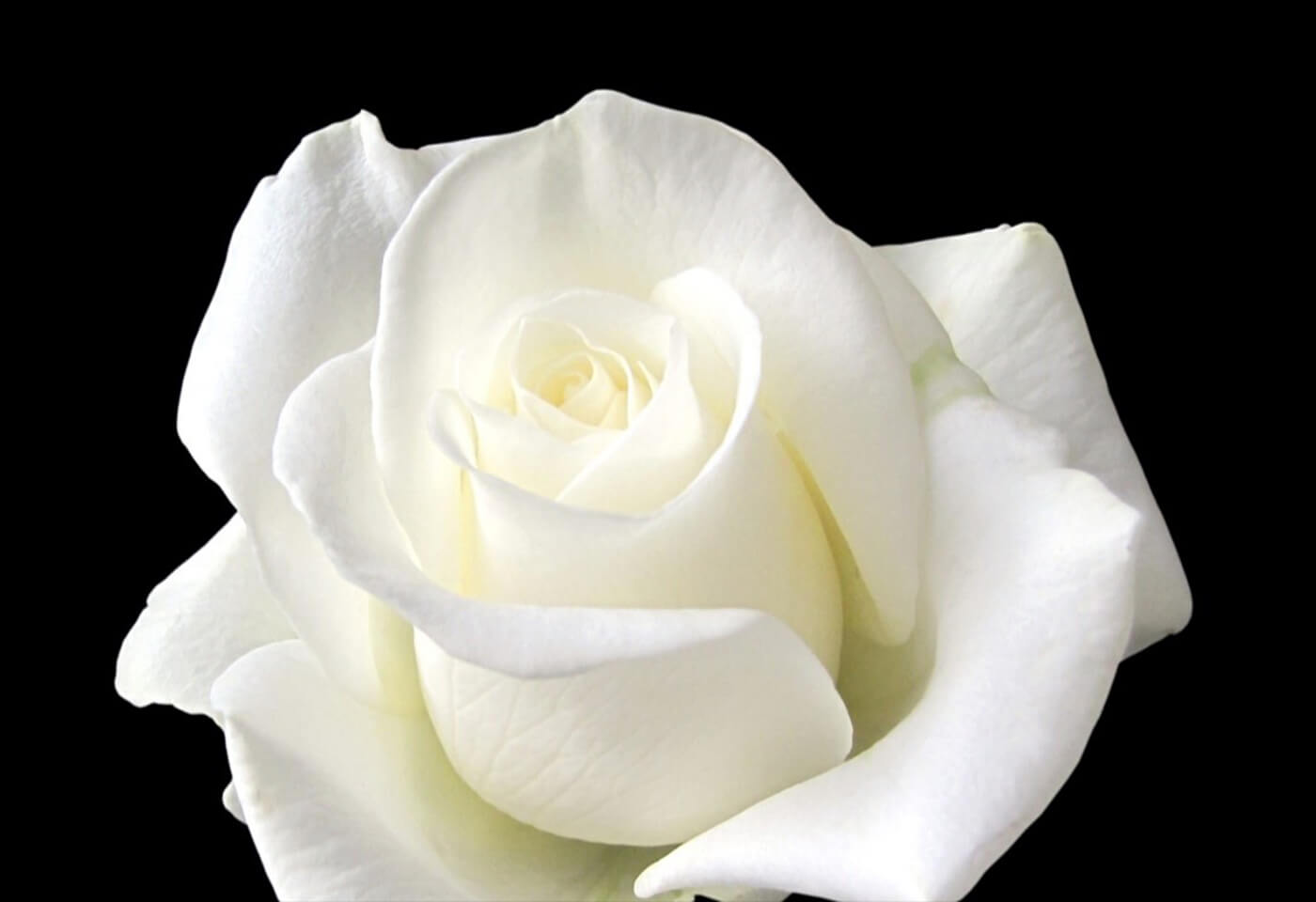 Macro image of a white rose