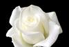 Macro image of a white rose