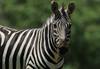 Photo of zebra taken using EF 600mm f/4L IS III USM Lens