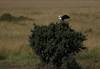 Photo of bird sitting on tree taken on EF 600mm f/4L IS III USM Lens