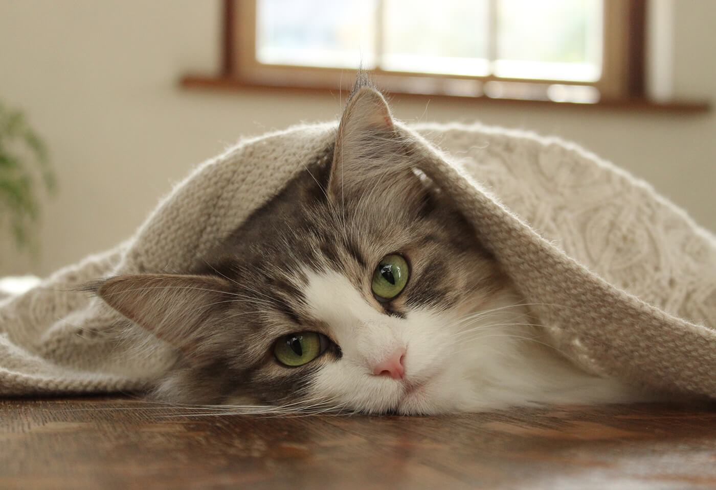 Portrait image of a cat taken with EOS 3000D
