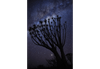 Photograph of tree taken using RF 28-70mm f/2L USM
