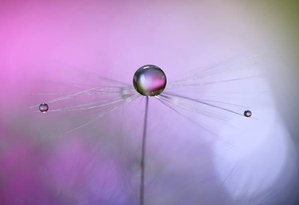 Canon Sustainability