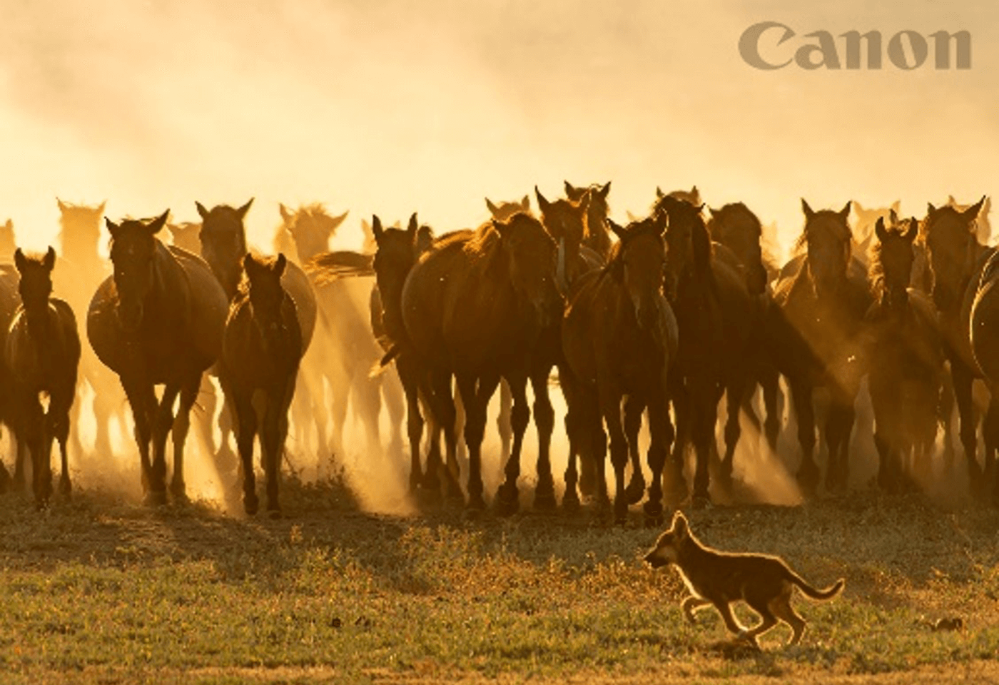 You can now print images with png logos, without any special tools required.