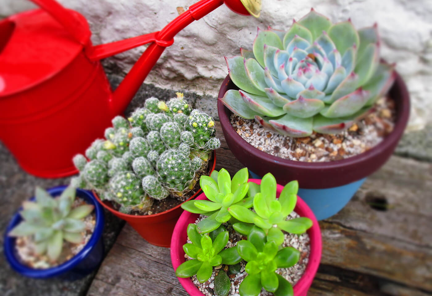 Image of cactus in pots