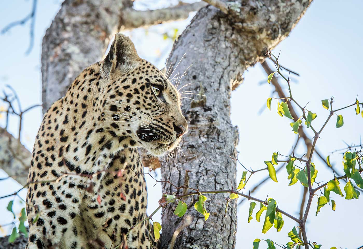 Image of a cheetah taken using the CJ45eX9.7B IASE-V H Broadcast Lens