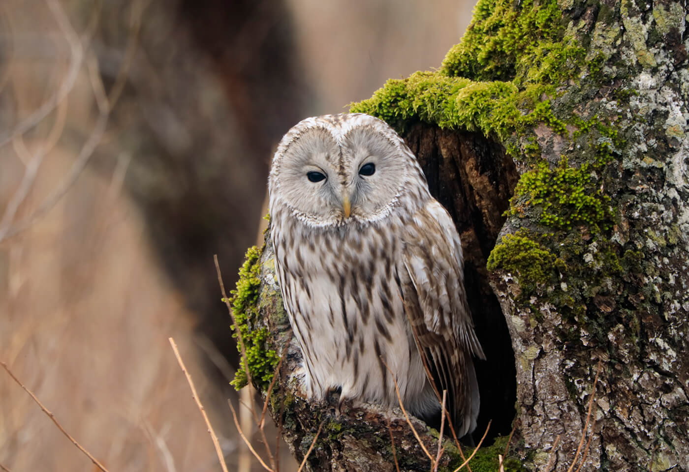 Close up image of owl with RF Extender 2x