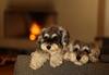 Image of dogs shot using RF 85mm f/2 Macro IS STM macro lens
