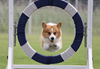 Image of corgi jumping over obstacle RF 100-400mm F5.6-8 IS USM telephoto lens
