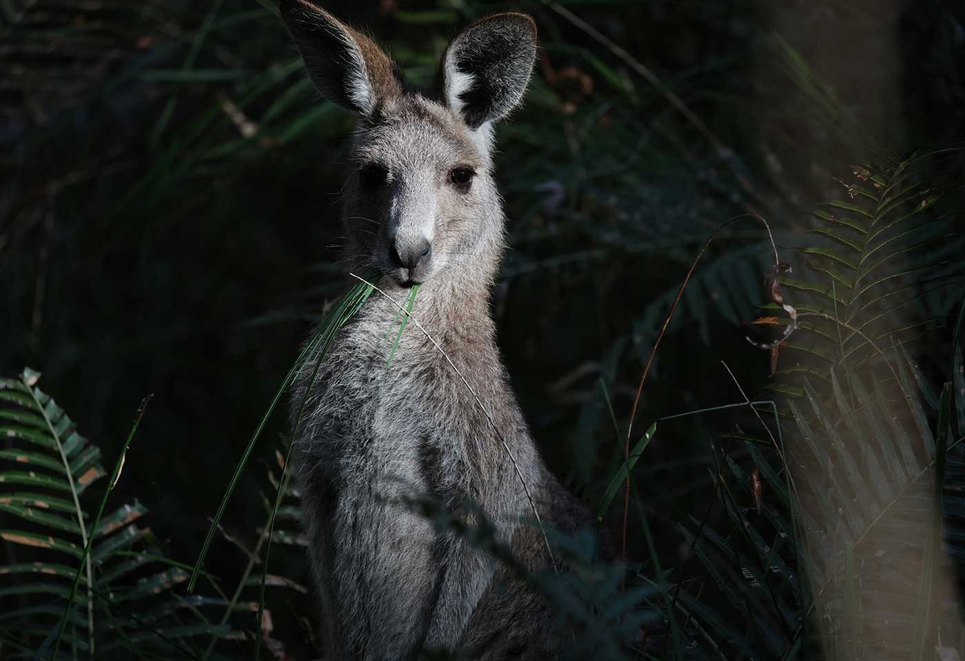 Close up image of a kangaroo taken with the RF 200-800mm f/6.3-9 IS USM telephoto lens