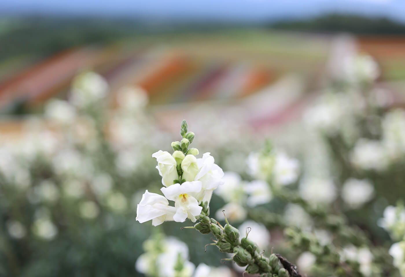 Image of flowers shot using RF 70-200mm f/4 L IS USM telephoto lens