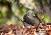Fast response to movement with high-speed Auto Focus