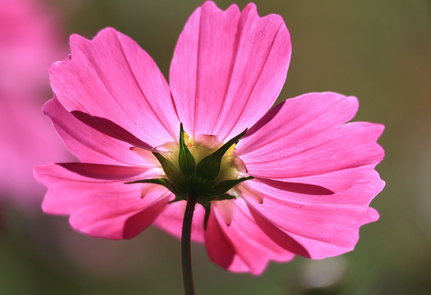 Image of a pink flower taken with the RF-S 55-210mm f/5-7.1 IS STM telephoto lens