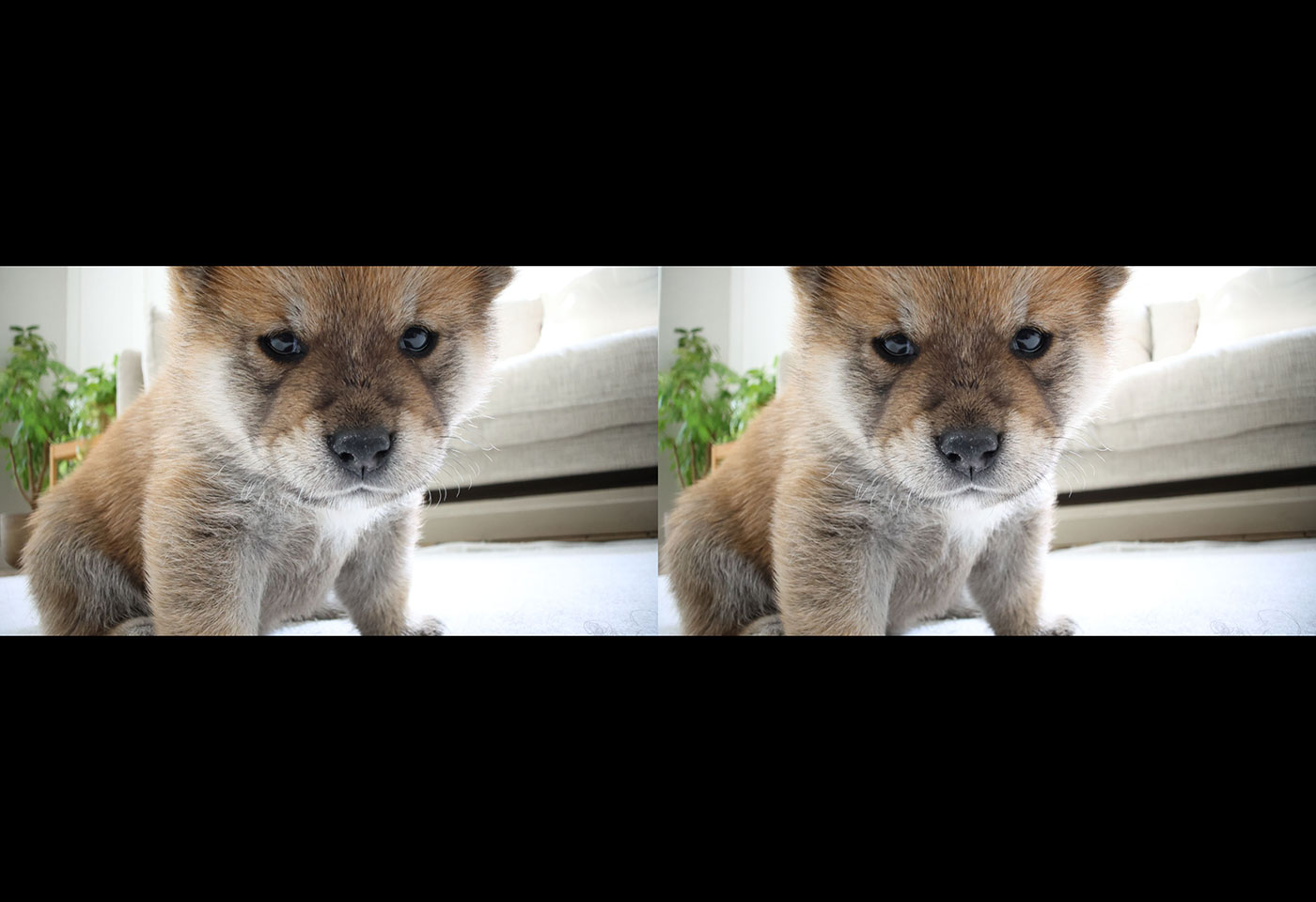 Image of a dog captured with RF-S 7.8mm f/4 STM Dual lens