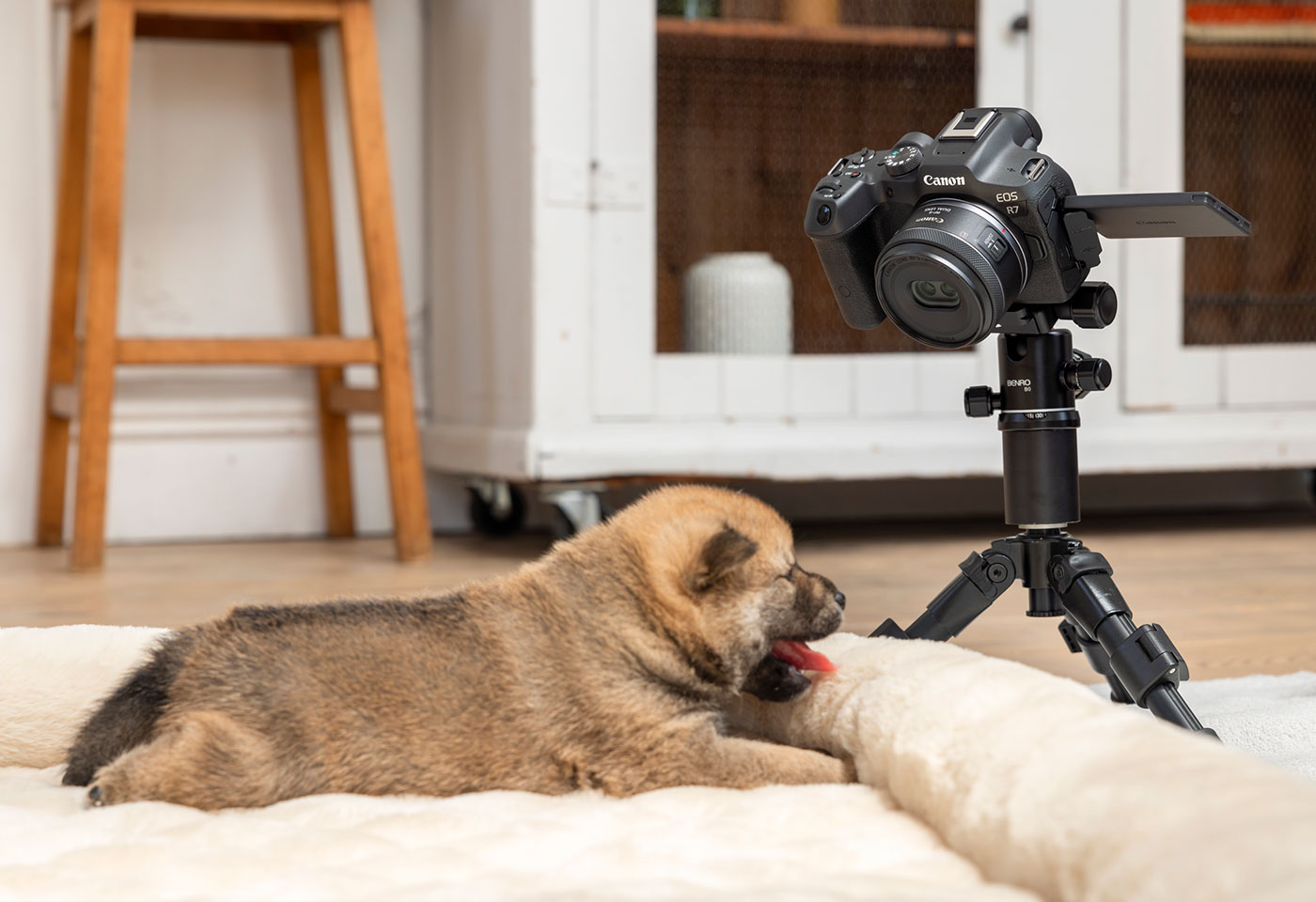 Image of a dog and Canon EOS R7 capture with RF-S 7.8mm f/4 STM Dual lens