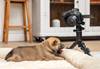 Image of a dog and Canon EOS R7 capture with RF-S 7.8mm f/4 STM Dual lens