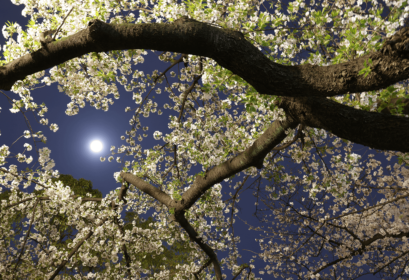 Image de la lune avec des arbres environnants pris avec RF 14-35 mm f / 4 L est un objectif grand angle USM