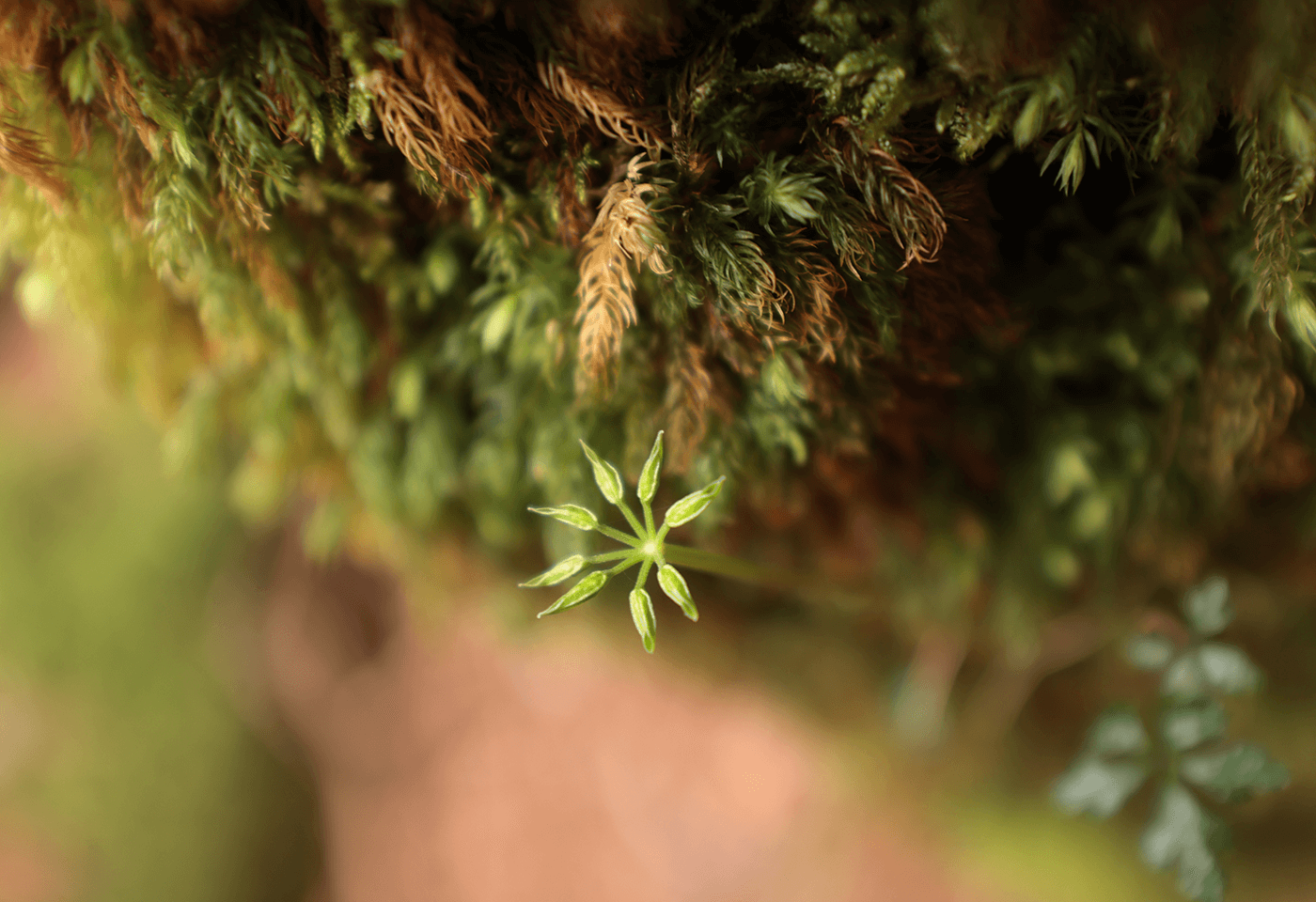 Macro image of plant sprout taken with RF 14-35mm f/4 L IS USM wide angle lens