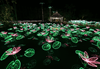 Image of neon waterlily lights taken using the RF 15-30mm f/4.5-6.3 IS STM wide angle lens