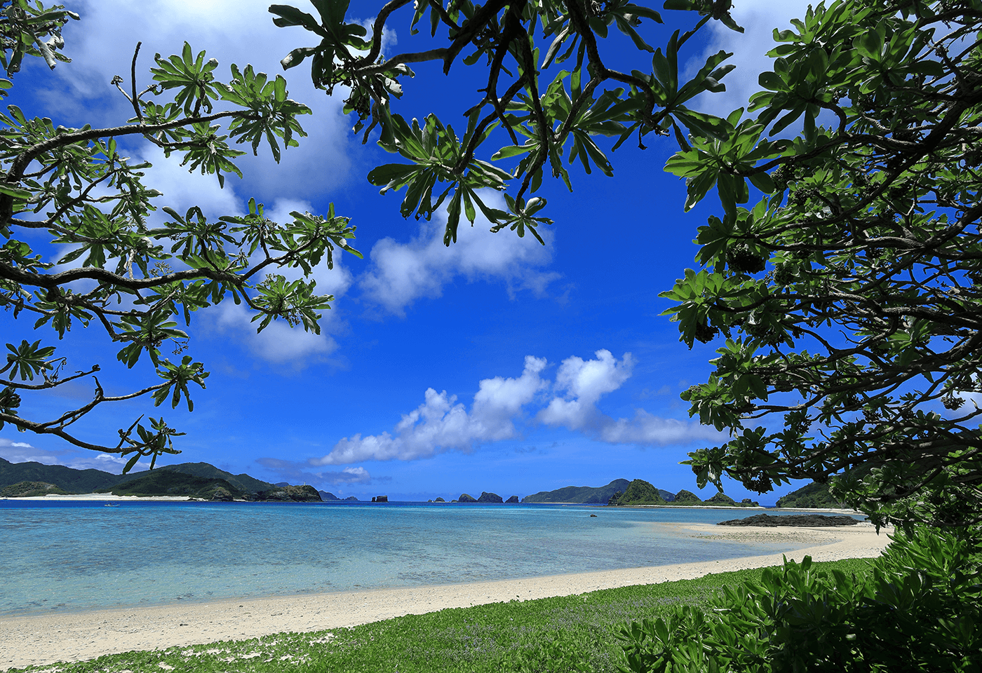 Image of the beach with trees taken with the RF 16mm F2.8 STM wide angle lens