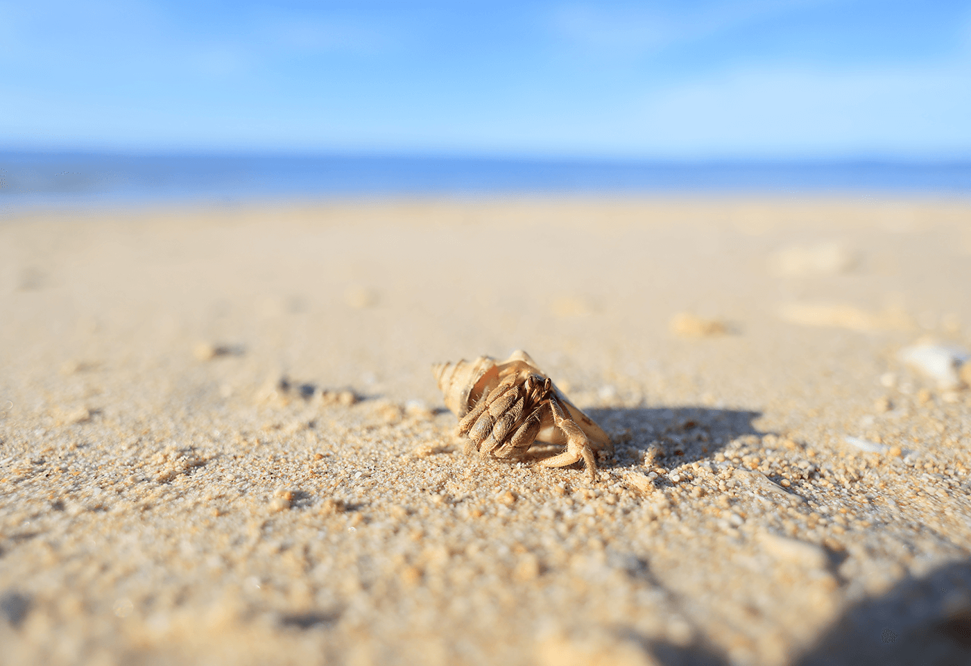 Image of shellfish on the sand taken with the RF 16mm F2.8 STM wide angle lens