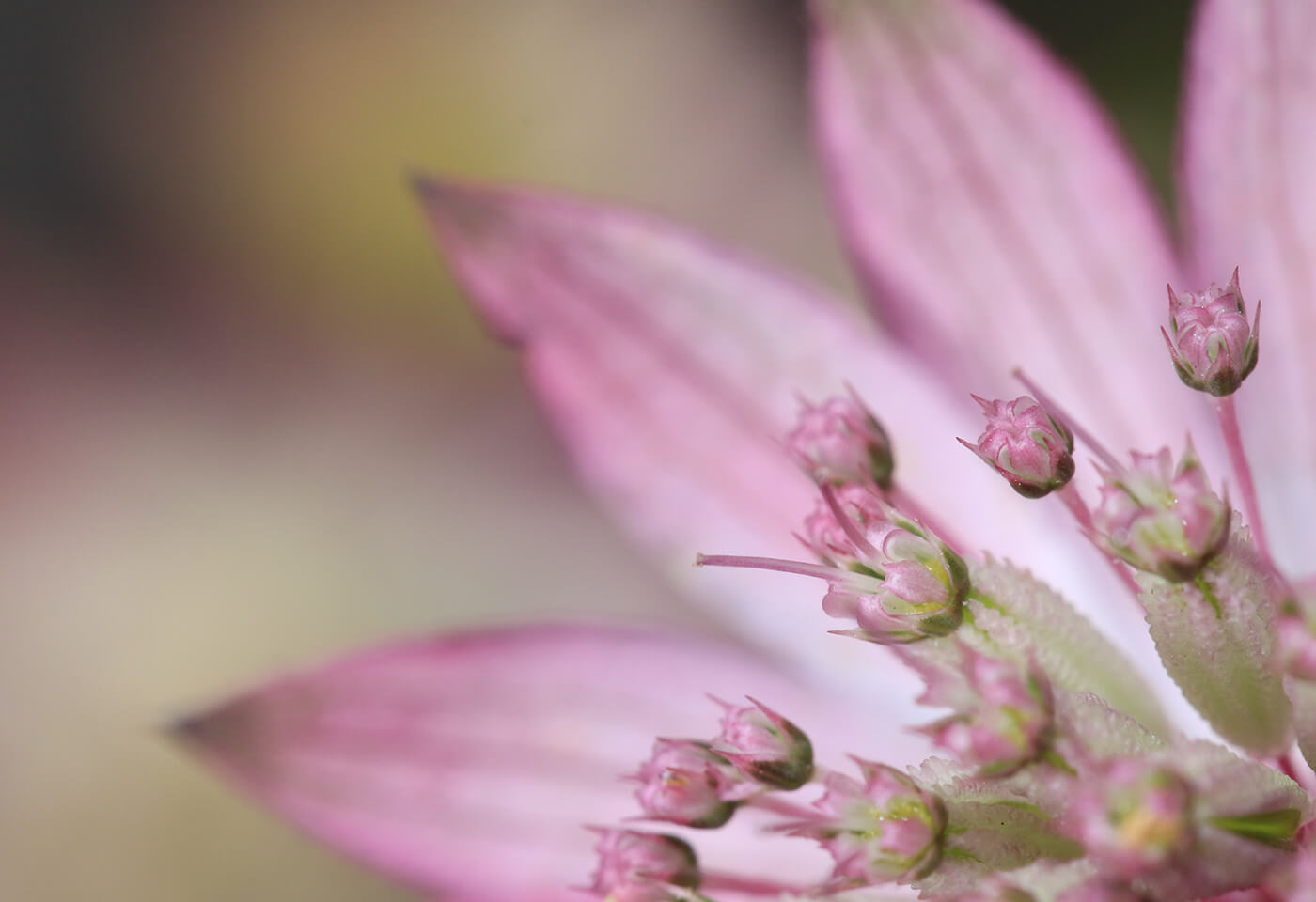Flower image taken using MT-26EX-RT Macro Twin Lite