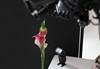 Macro photography using MT-26EX-RT Macro Twin Lite
