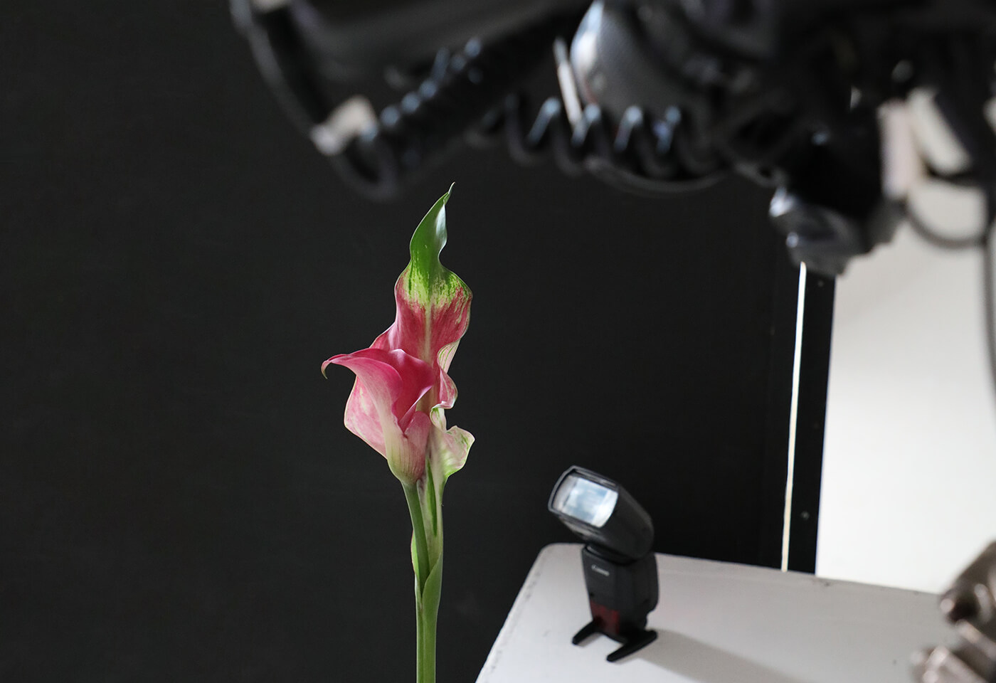 Macro photography using MT-26EX-RT Macro Twin Lite