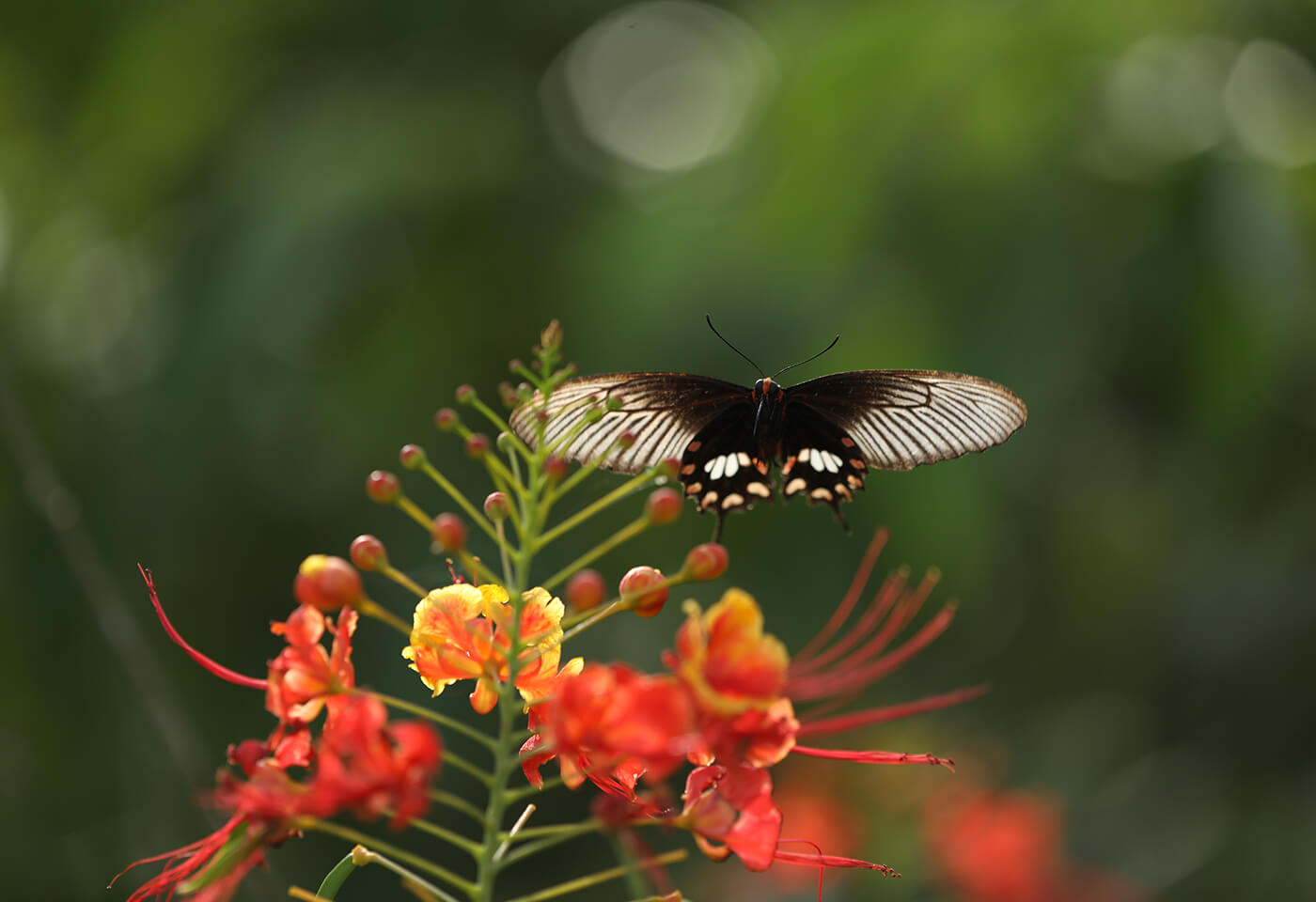 Macro image of butterfly taken using MT-26EX-RT Macro Twin Lite