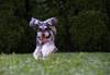 Image of running dog taken with the EOS M50 Mark II mirrorless camera