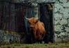 Image of a highland cow