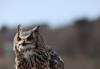 Image of owl taken using EOS R6