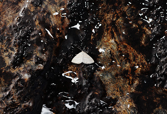 Image of a white butterfly resting on rocks on a lake