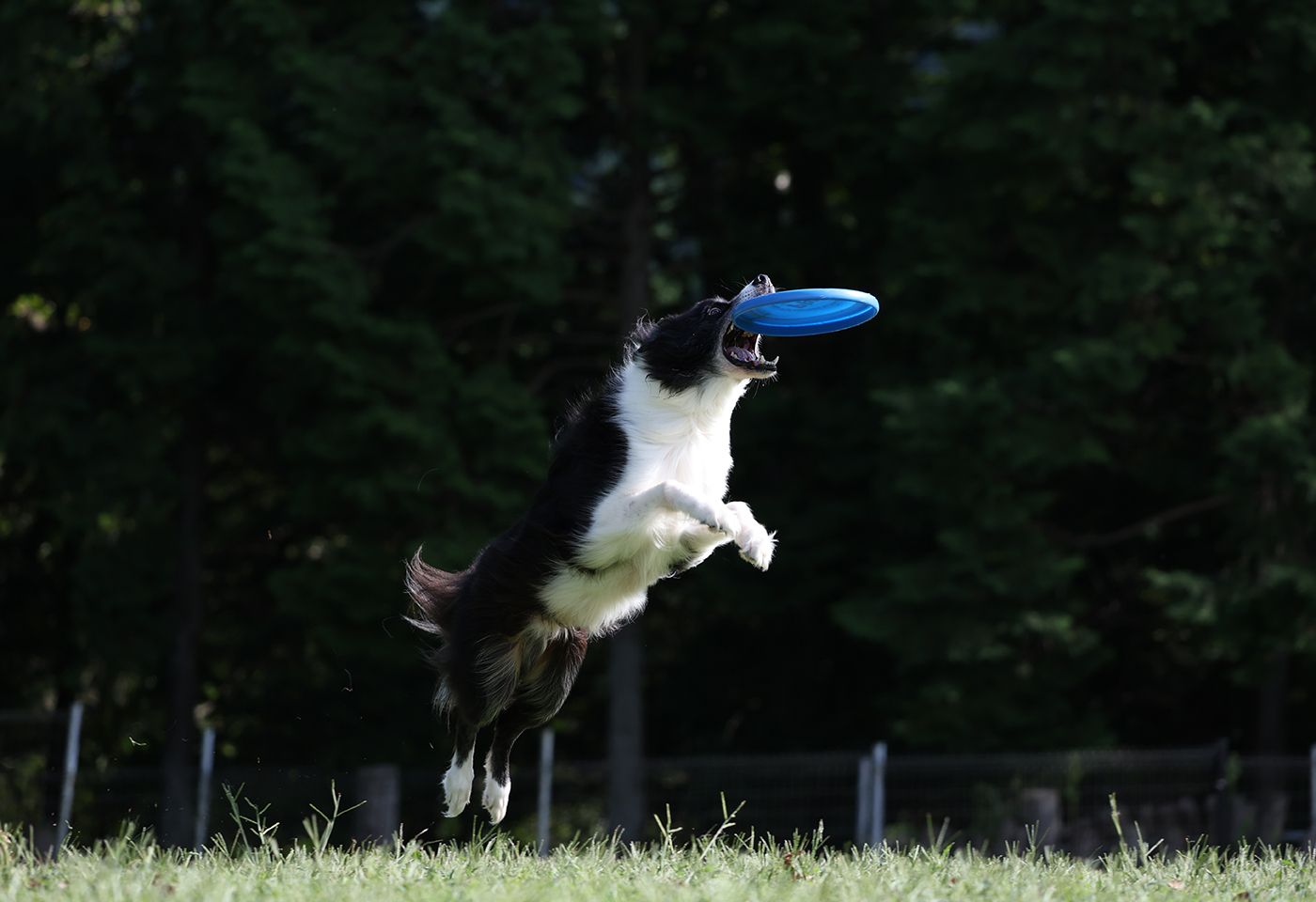 Dog catching a frisbee taken using the EOS R8 mirrorless camera