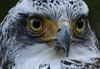 Up close image of an owl