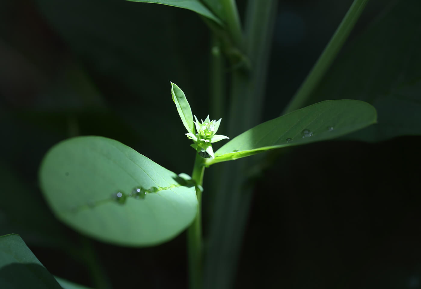 imagePROGRAF PRO-300 10 pigment inks