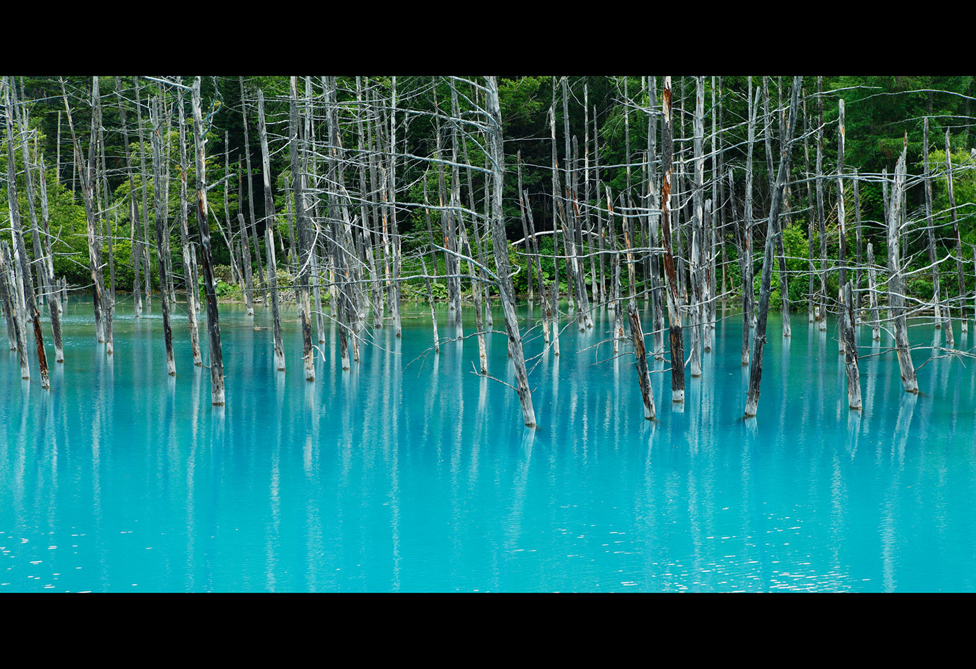 Image of a blue lake with grey trees on the water
