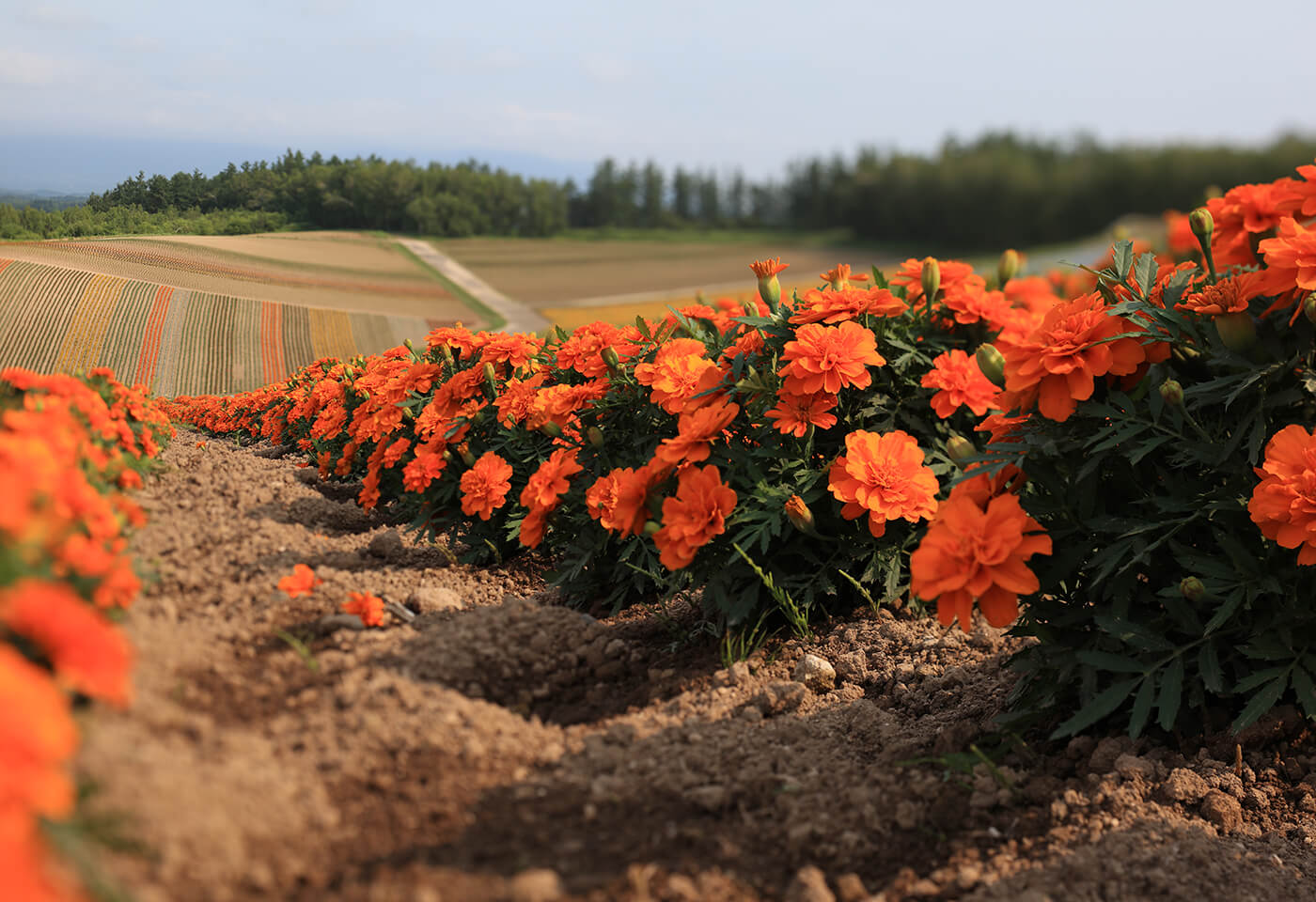 Put a new spin on landscapes