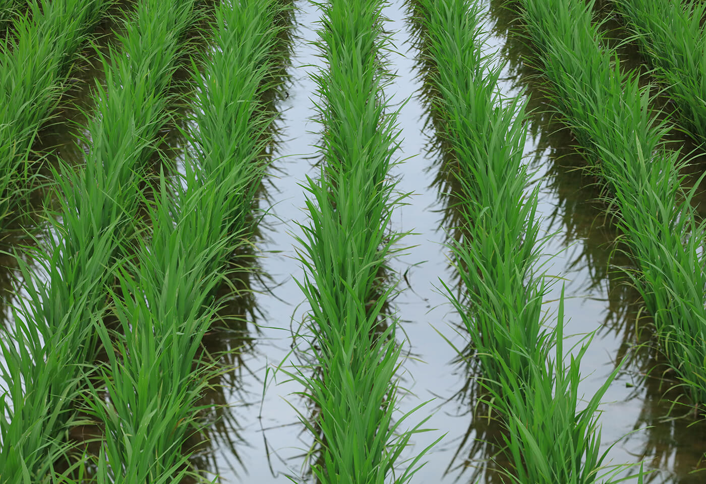 High depth of field image of crops