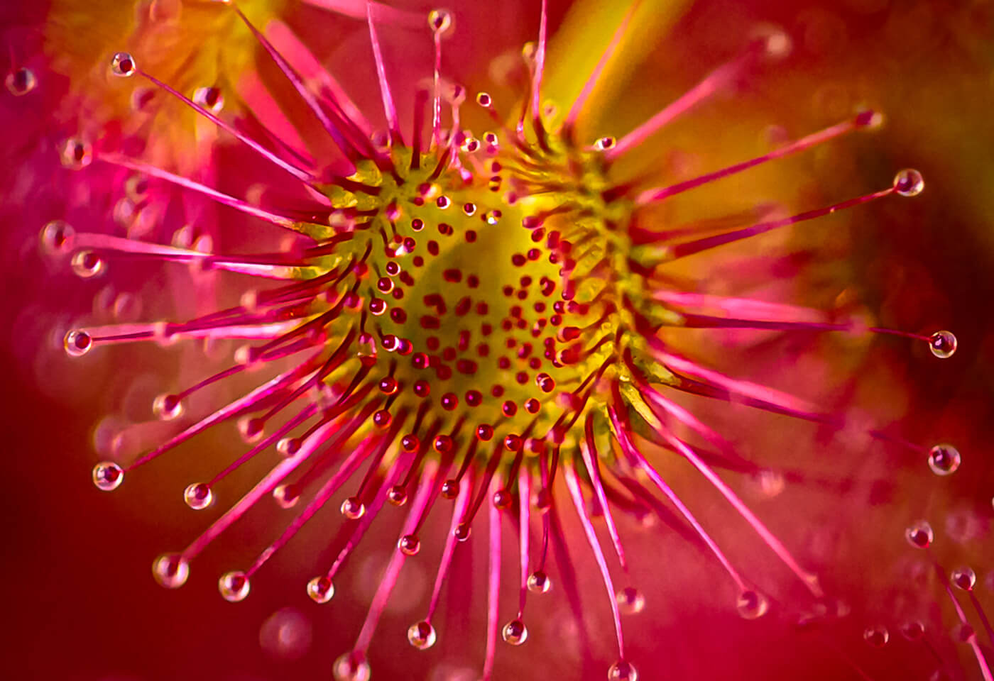 Flower macro photography - Canon Oceania Grants
