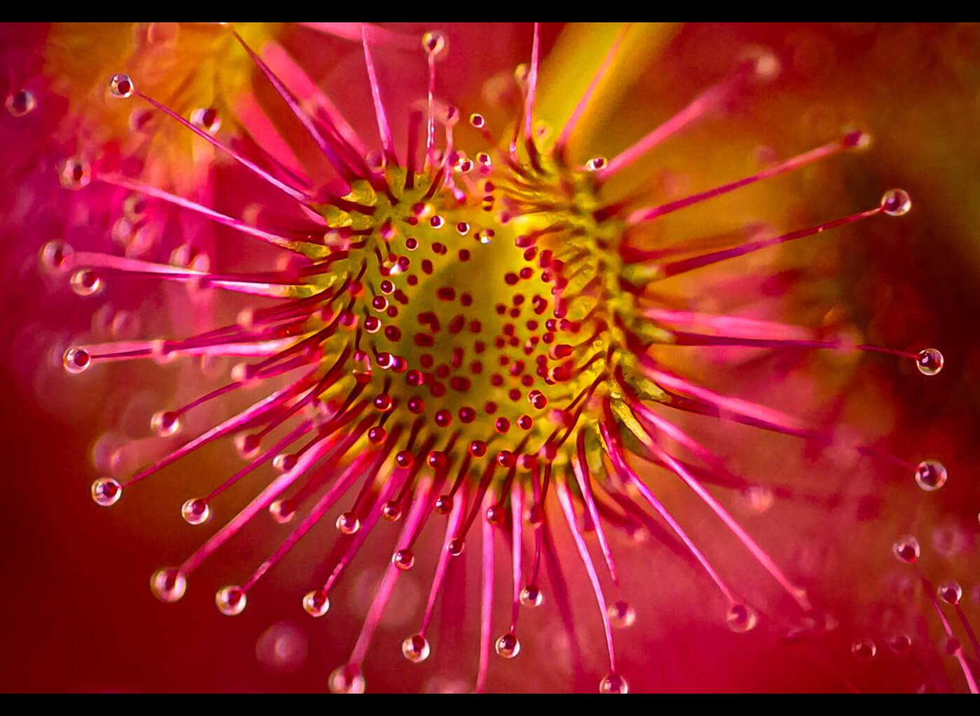 Flower macro photography - Canon Oceania Grants