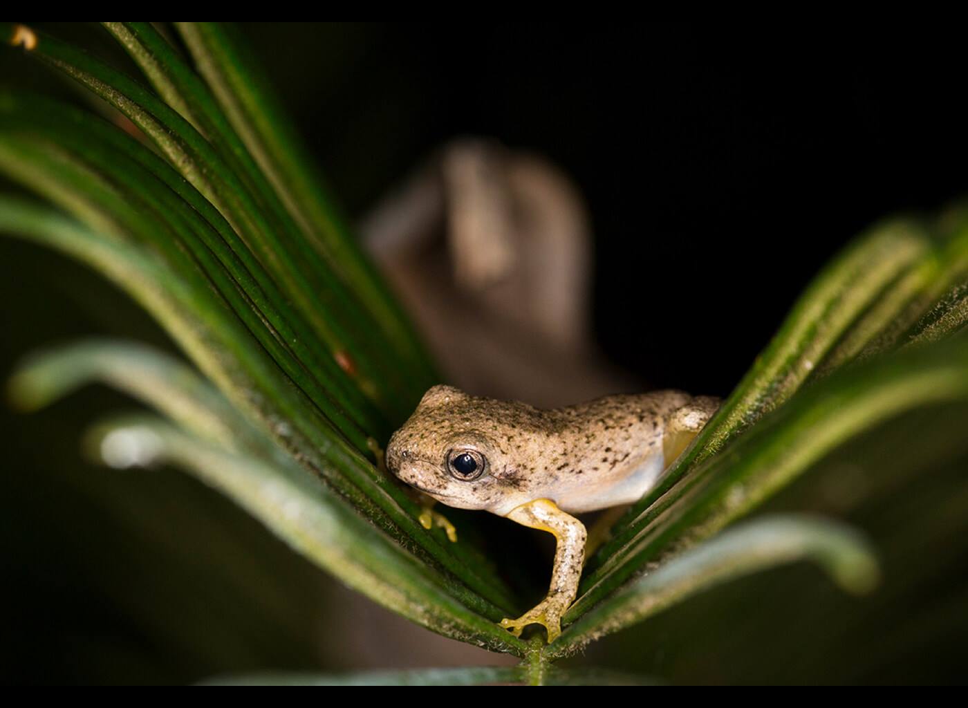 Frog macro photography - Canon sustainability