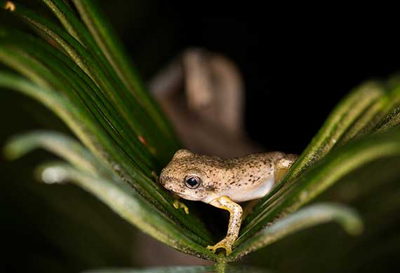 Image of a frog by David Field