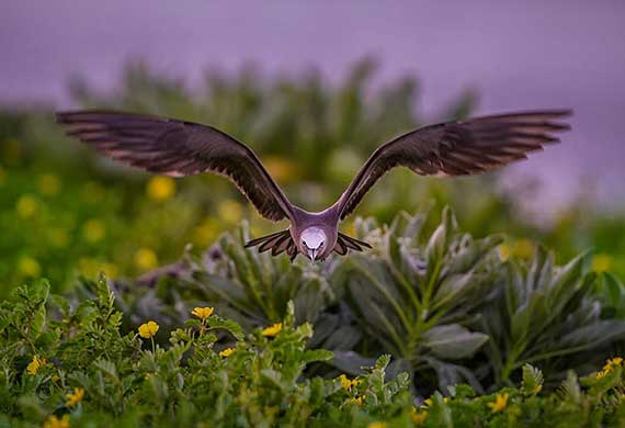 Image of a bird by Greg Sullavan