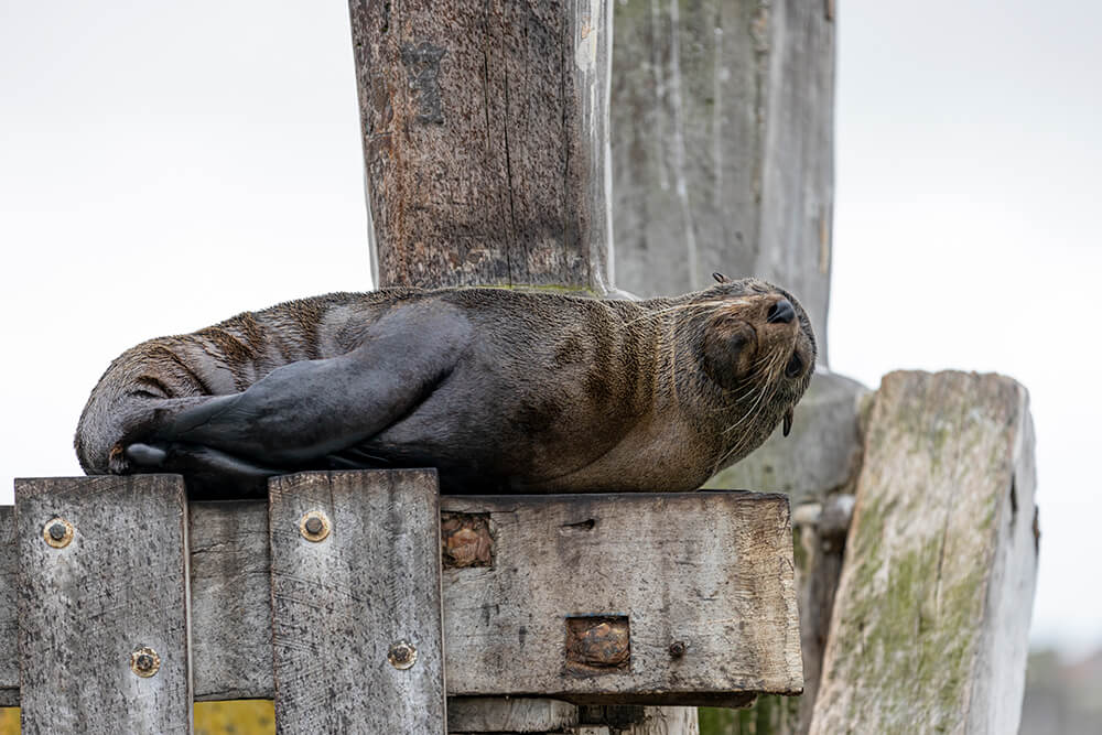 Image of Goolwa at Murray South by Steve Huddy