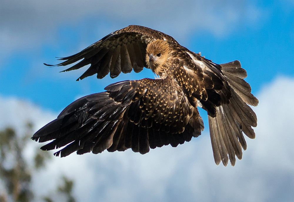 Serendio bird shot on Canon EOS 1DX Mark II