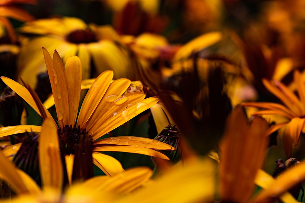 Flowers at The Royal Botanic Gardens Melbourne by Neal Walters